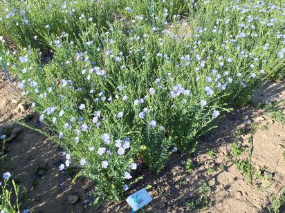 Click for 1 image(s) for this accession.